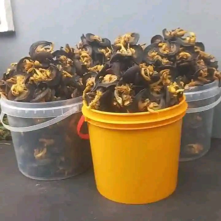 Dried snail