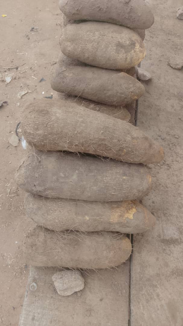 Fresh yam