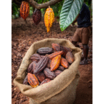 P-ELLA ENTERPRISE Premium Dry Cocoa - Image 2