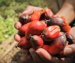 100% NATURAL PURE RED OIL - Image 3