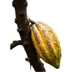P-ELLA ENTERPRISE Premium Dry Cocoa