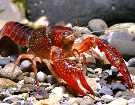 Red kings