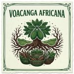 Voacanga africana 26