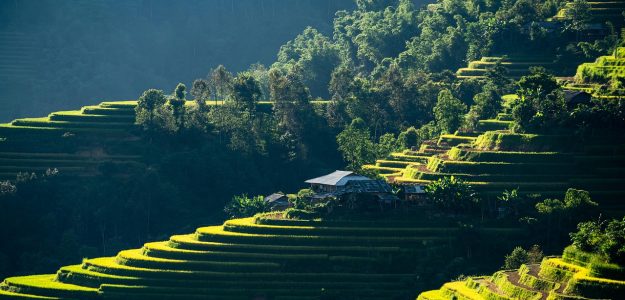 mountain, nature, forest, plateau, step, apartment, colors, paddy field