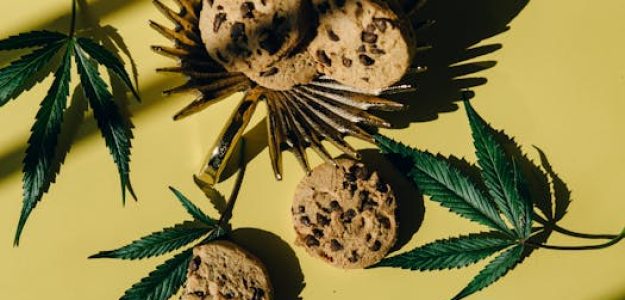 Top view of cannabis leaves and chocolate chip cookies on a sunny yellow background, symbolizing edibles.